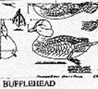BUFFLEHEAD/FULL 236