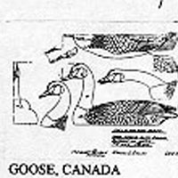 GOOSE/CANADA/WTR 622