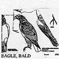 EAGLE BALD STND 518B