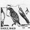 EAGLE BALD STND 518B