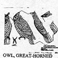 OWL/GR HORNED 515B
