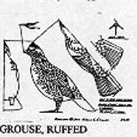 GROUSE/RUFF/STND 391