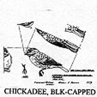CHICKADEE BLKCAP 519