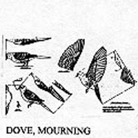 DOVE MOURNING 502
