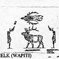 ELK/WAPITI 1209