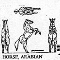 ARAB HORSE 11