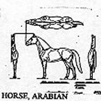 HORSE.ARABN 1282