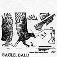 EAGLE BALD FLY 508E