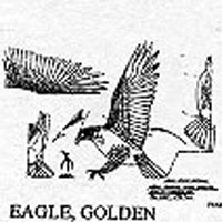 GOLDEN EAGLE FLY 745D