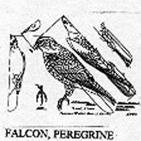 PEREGRINE FALCON 504