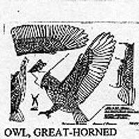 HORNED OWL FLY 744C