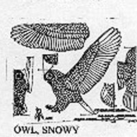 SNOWY OWL FLY 608