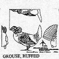 RUFFED GROUSE 393