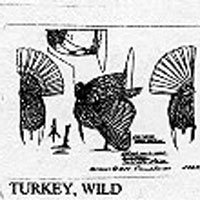WILD TURKEY 1/2 448