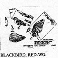 BLACKBIRD RDWING 538