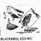 BLACKBIRD RDWING 538