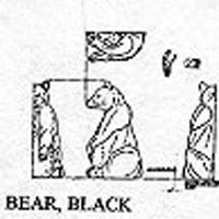 BLACK BEAR 9