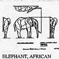 AFRICA ELEPHANT 1274