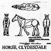 CLYDESDALE HRSE 1256