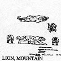 MOUNTIAN LION 1299