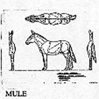 MULE STANDING 1216