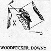 WOODPECKER/DOWNY 615