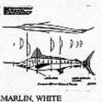MARLIN/WHITE 1047