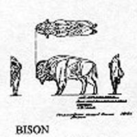 BISON/MALE STND 1213