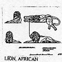 LION/AFRICIAN 1273