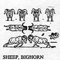 SHEEP/BIGHORNS 1221