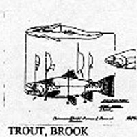 TROUT/BROOK 14