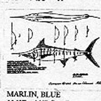 MARLIN BLUE 14