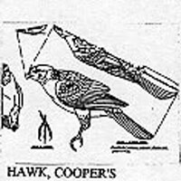 HAWK, COOPER'S PERCH 911