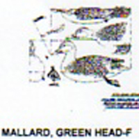 @^MALLARD/GREENHEAD FULL