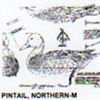 @^PINTAIL/NORTHERN FULL