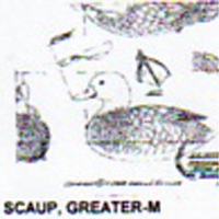 @^SCAUP/GREATER FULL