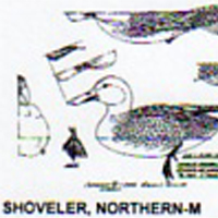 @^SHOVELER/NORTHERN FULL