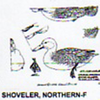 @^SHOVELER/NORTHERN FULL