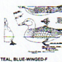 @^TEAL/BLUEWINGED FULL