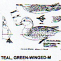 @^TEAL/GREENWINGED FULL