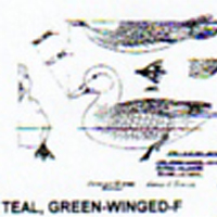 @^TEAL/GREENWINGED FULL