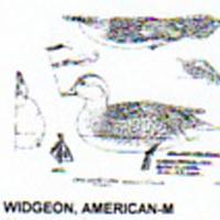 @^WIDGEON/AMERICAN FULL