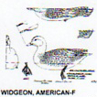 @^WIDGEON/AMERICAN FULL