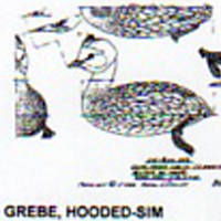 @^GREBE/HOODED FULL