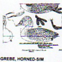 @^GREBE/HORNED FULL