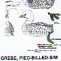 @^GREBE/PIEDBILLED FULL