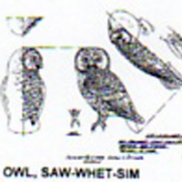 @^OWL/SAW-WHET FULL
