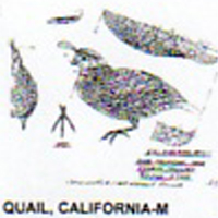 @^QUAIL/CALIFORNIA FULL