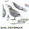 @^QUAIL/CALIFORNIA FULL