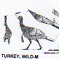 @^TURKEY/WILD 1/4
